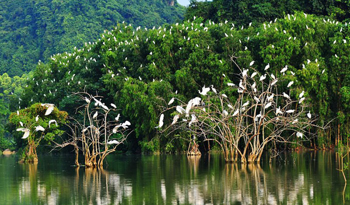 Nghị luận xã hội về xây dựng khu bảo tồn các loài động vật hoang dã