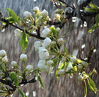 (Cực hay) Viết đoạn văn phân tích cảm xúc của nhân vật “khách tha hương” trong bài Tiếng đàn mưa 