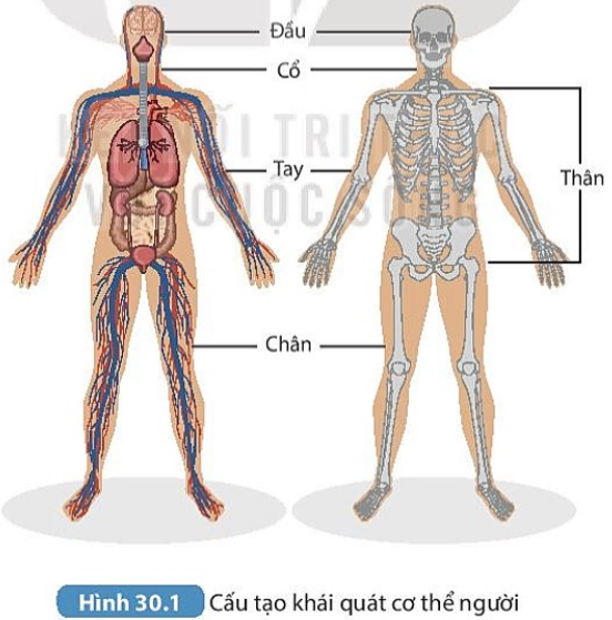 Lí thuyết sinh 8 Kết nối tri thức bài 30