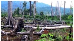 Đề thi Khoa học lớp 5 cuối kì 1 Cánh Diều