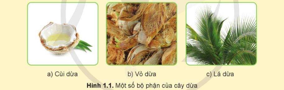 Giáo án Công nghệ 9 Cánh Diều Trồng cây ăn quả
