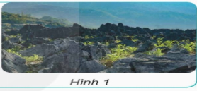 Giáo án Khoa học lớp 5 Kết nối tri thức