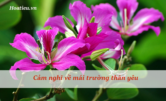 Phát biểu cảm nghĩ về ngôi trường em đang học