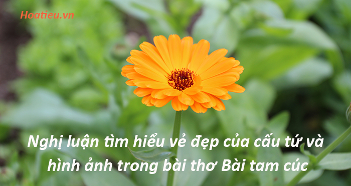 Phân tích cấu tứ bài Cây tam cúc