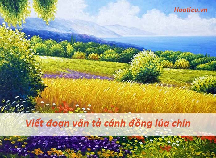 Văn mô tả cánh đồng lúa chín lớp 5