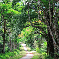 Soạn bài Rừng quốc gia Cúc Phương 