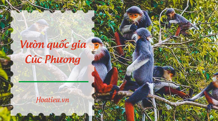 Soạn Văn 9 CTST bài Rừng quốc gia Cúc Phương