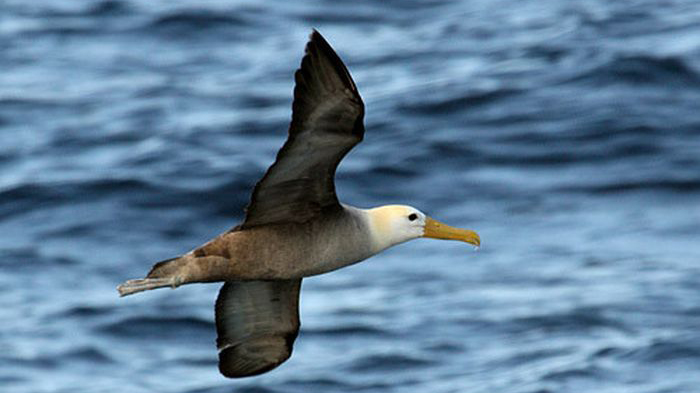Phân tích bài Con mèo dạy hải âu bay