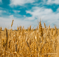 Đọc hiểu Cải ơi có đáp án