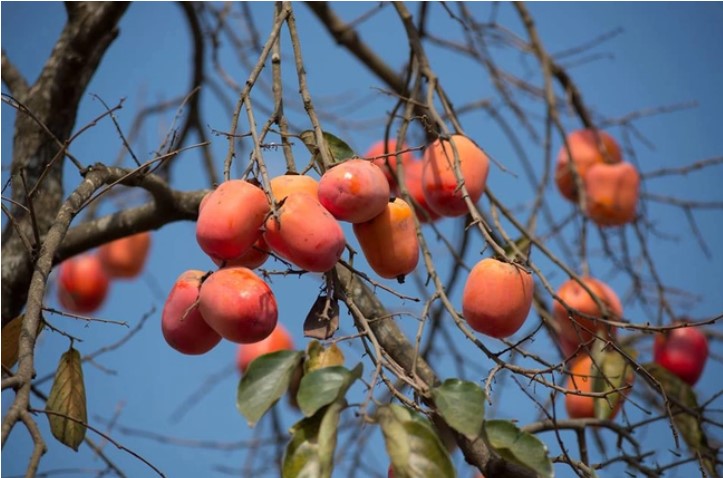 Đọc hiểu Mùa xuân chín trắc nghiệm