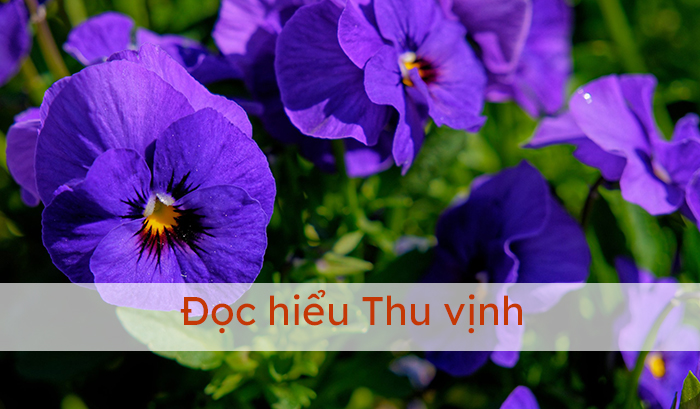 Đọc hiểu bài Thu vịnh