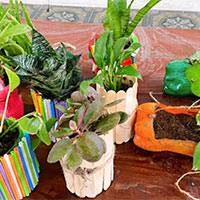 PowerPoint STEM Chậu cây thân thiện với môi trường