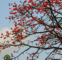 Lối mòn xưa đọc hiểu