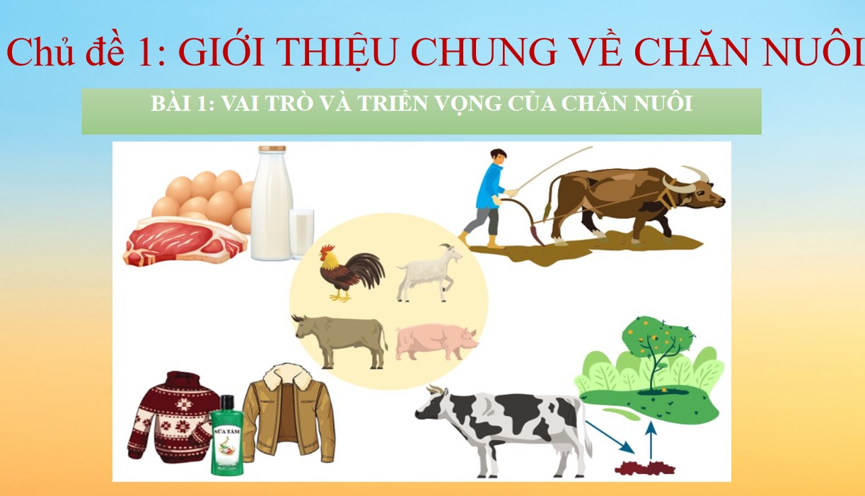 Powerpoint Công nghệ 11 Kết nối tri thức Công nghệ Chăn nuôi bài 1