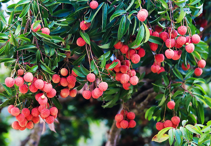 Đoạn văn cảm nhận bài Mùa vải chín