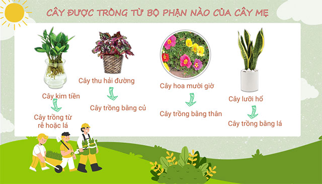 PowerPoint STEM Trồng cây không hạt