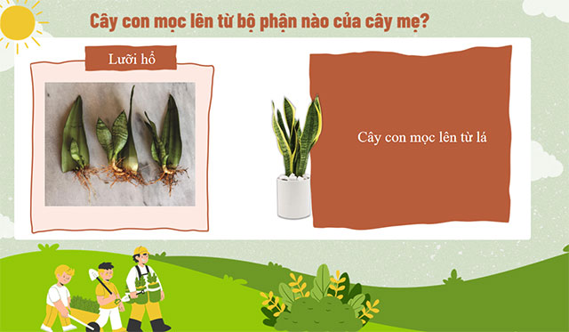 PowerPoint STEM Trồng cây không hạt