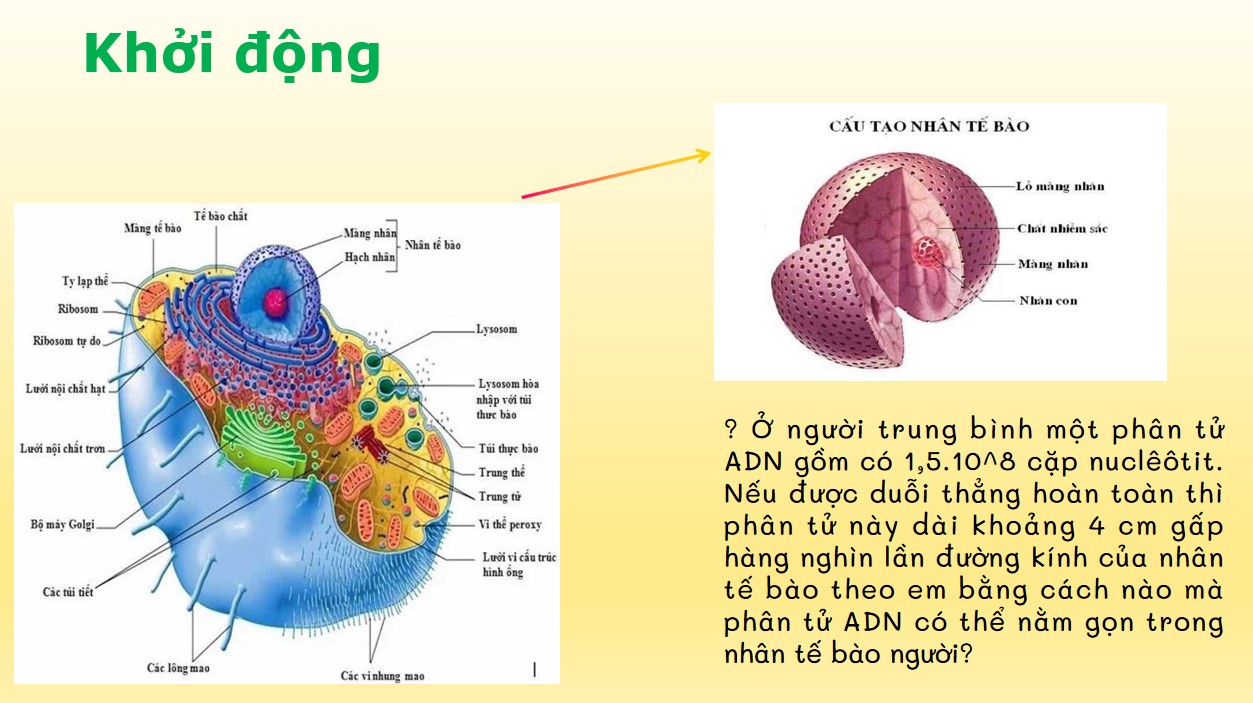 Giáo án điện tử bài 35 Sinh học 9 Cánh Diều
