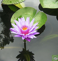 Đọc hiểu văn bản Bông hoa nước