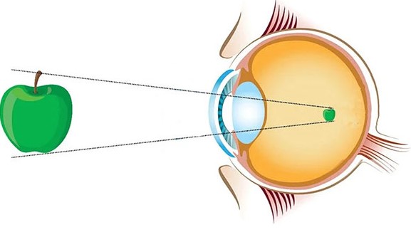 Đáp án cuộc thi chăm sóc mắt và phòng chống suy giảm thị lực ở học sinh THCS