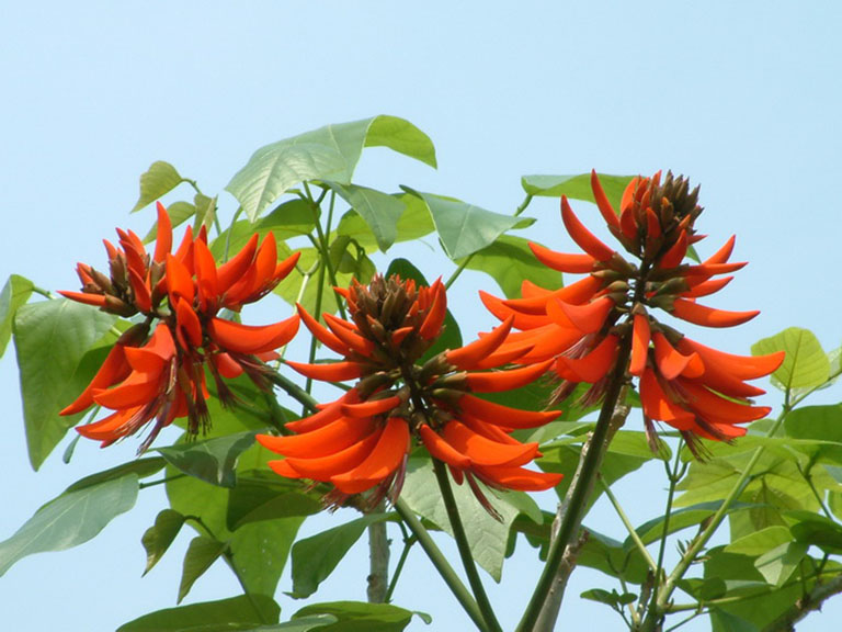 Phân tích bài Vịnh cây vông