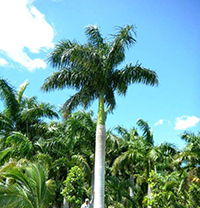 Đọc hiểu văn bản Người mẹ vườn cau