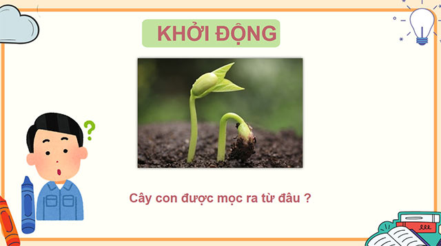 PowerPoint Sự lớn lên và phát triển của thực vật có hoa