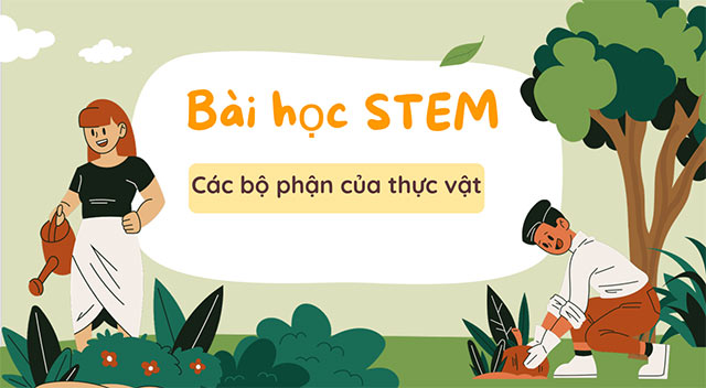 PowerPoint STEM Các bộ phận của thực vật