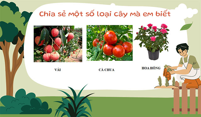 PowerPoint STEM Các bộ phận của thực vật