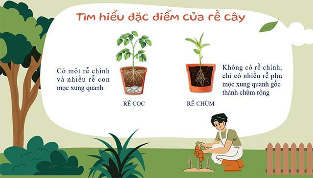 PowerPoint STEM Các bộ phận của thực vật