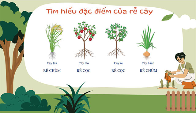 PowerPoint STEM Các bộ phận của thực vật