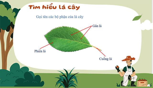 PowerPoint STEM Các bộ phận của thực vật