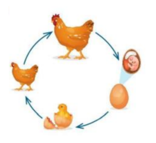 Giáo án Bài 43 Khoa học tự nhiên 9 KNTT