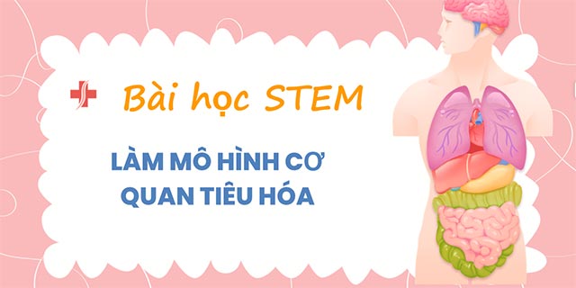 PowerPoint STEM Làm mô hình cơ quan tiêu hóa