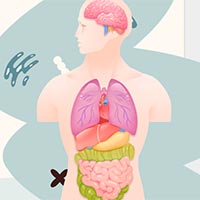 PowerPoint STEM Làm mô hình cơ quan tiêu hóa