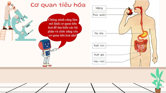 PowerPoint STEM Làm mô hình cơ quan tiêu hóa