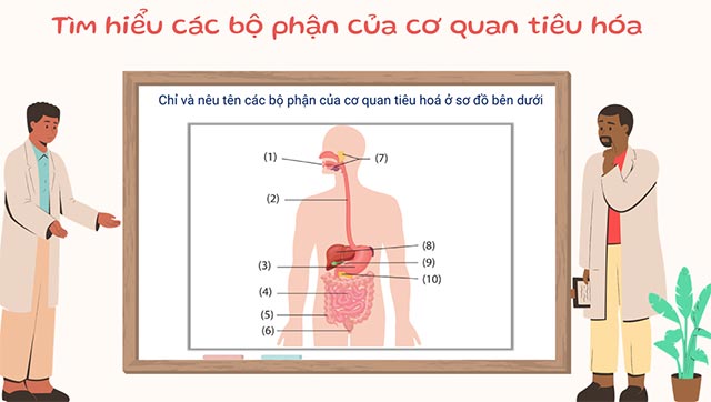 PowerPoint STEM Làm mô hình cơ quan tiêu hóa