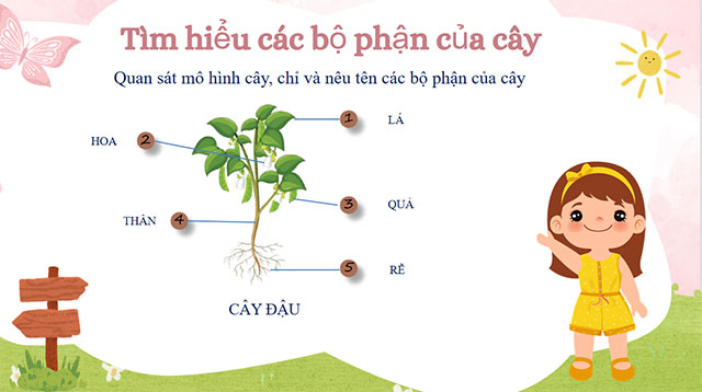 PowerPoint STEM Làm mô hình cây