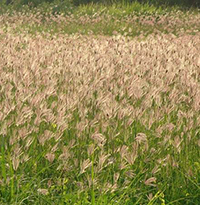 Phân tích bài thơ Hoa cỏ may