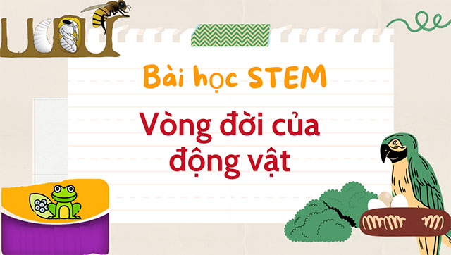 PowerPoint STEM Vòng đời của động vật 