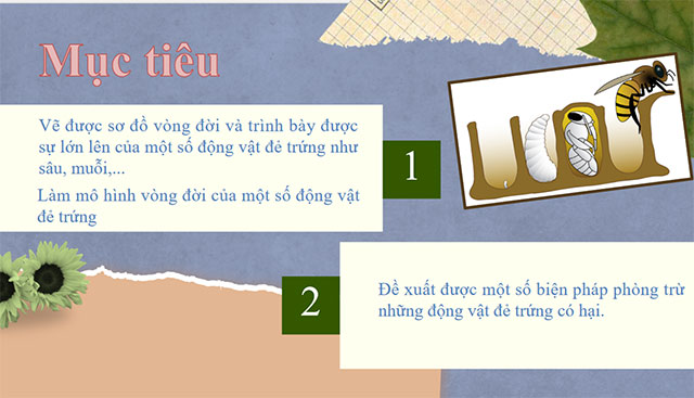 PowerPoint STEM Vòng đời của động vật 