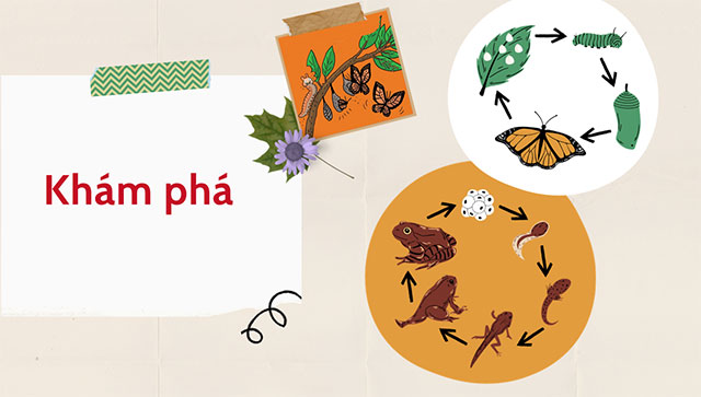 PowerPoint STEM Vòng đời của động vật 