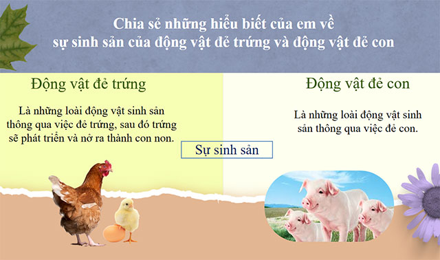 PowerPoint STEM Vòng đời của động vật 