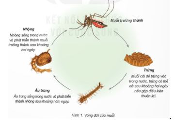 Khoa học 5 Bài 16