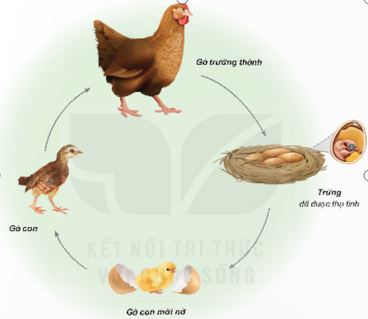 Khoa học 5 Bài 16