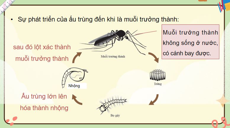 PowerPoint Bài 16: Vòng đời và sự phát triển của động vật