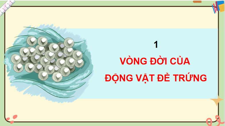 PowerPoint Bài 16: Vòng đời và sự phát triển của động vật