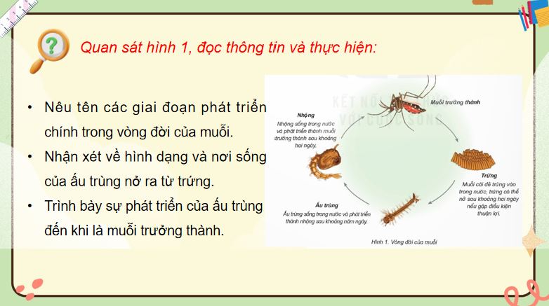 PowerPoint Bài 16: Vòng đời và sự phát triển của động vật