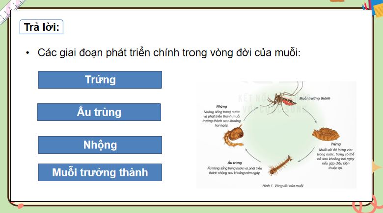 PowerPoint Bài 16: Vòng đời và sự phát triển của động vật