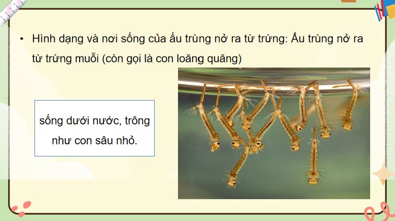 PowerPoint Bài 16: Vòng đời và sự phát triển của động vật